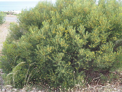Acacia nematophylla p Denzel Murfet Cape Jervis